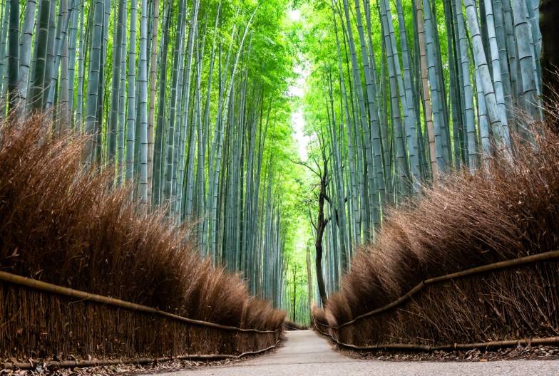 【日本 一人成團系列】京都奈良經典一日遊：金閣寺、嵐山、伏見稻荷、奈良公園｜含頂級和牛神戶牛涮涮鍋｜大阪出發