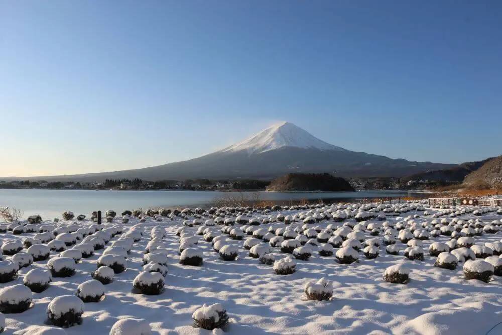 【日本 一人成團系列】富士山河口湖絕景一日遊：新倉山淺間公園＆大石公園＆西湖療癒之鄉 （含山梨名物餺飥）