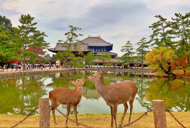 【日本 一人成團系列】京都奈良經典一日遊：金閣寺、嵐山、伏見稻荷、奈良公園｜含頂級和牛神戶牛涮涮鍋｜大阪出發