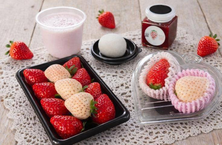 2026東京草莓巴士~附贈豪華草莓BOX♪ 敞篷頂座｜ 海灣路線 01O-5422-H1｜13:50發車