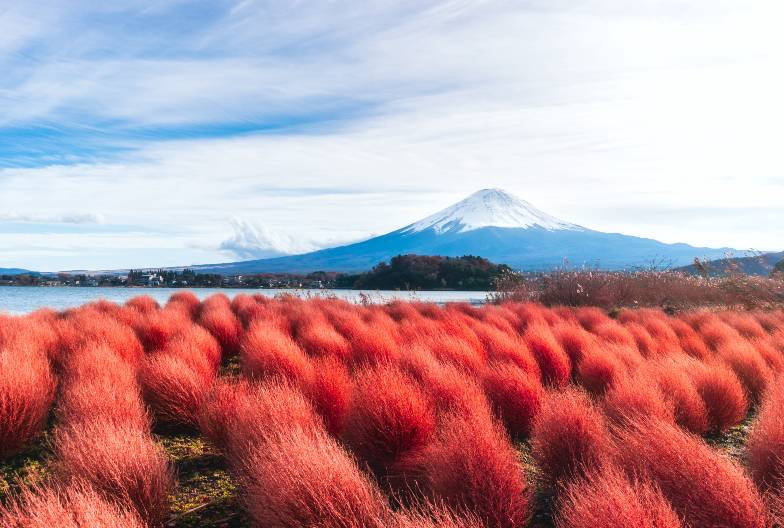 【日本 一人成團系列】富士山河口湖絕景一日遊：新倉山淺間公園＆大石公園＆西湖療癒之鄉 （含山梨名物餺飥）