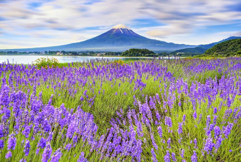 【日本 一人成團系列】富士山河口湖絕景一日遊：新倉山淺間公園＆大石公園＆西湖療癒之鄉 （含日本國產紅酒牛排）