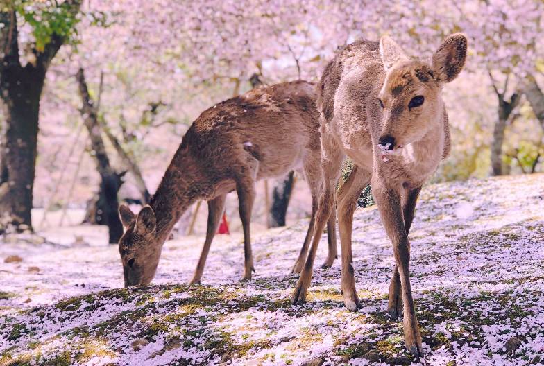 【嵐山奈良一日遊】暢遊嵐山、奈良公園、伏見稻荷＆含美味豬肉涮涮鍋｜大阪難波・京都出發