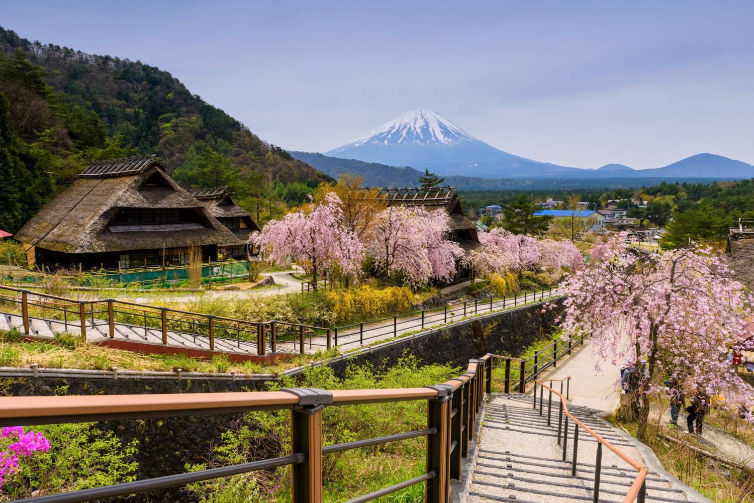【日本 一人成團系列】富士山河口湖絕景一日遊：新倉山淺間公園＆大石公園＆西湖療癒之鄉 （含日本國產紅酒牛排）