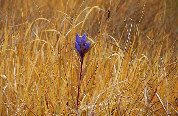 尾瀨國立公園一日遊直達・尾瀨濕原花海・鳩待峠輕鬆健行 (充裕自由時光)｜新宿出發