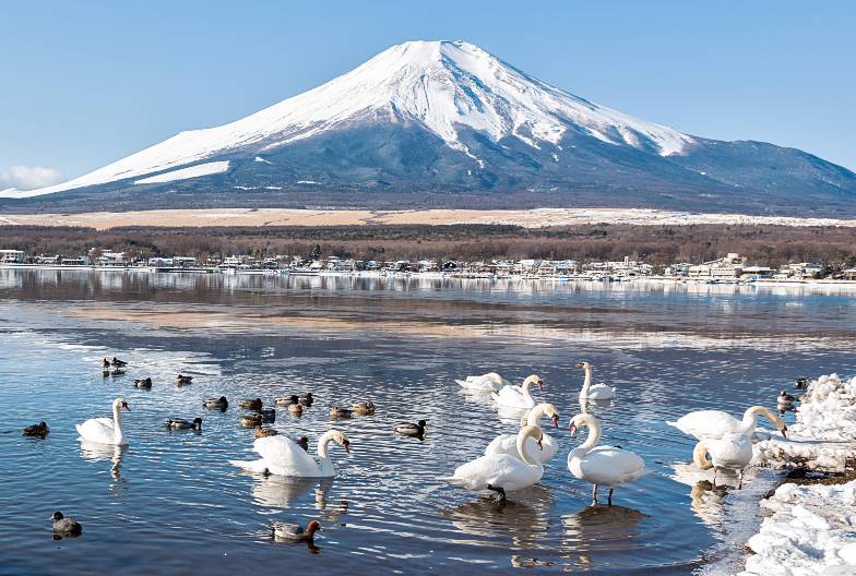 【富士山網紅景點一日遊】鳴澤冰穴＆河口湖 LAWSON＆山中湖天鵝船｜上野・新宿出發