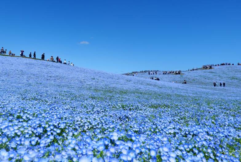 【春季茨城粉蝶花一日遊】常陸海濱公園・那珂湊魚市場・採草莓吃到飽 ｜新宿出發