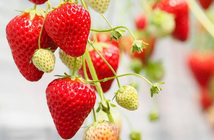 【早春千葉一日遊】海鮮濱燒｜草莓採摘吃到飽｜蜜工房參觀品嚐試吃體驗｜酥脆現炸地瓜脆條試吃・横浜&川崎出發