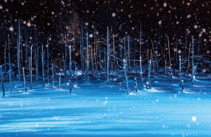 【日本 一人成團系列】旭山動物園青池一日遊：旭山動物園& 美瑛｜札幌出發