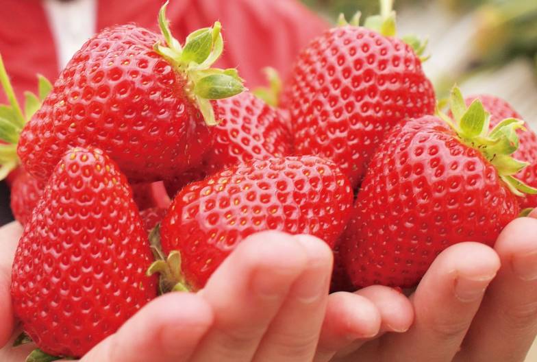 【伊香保溫泉・小江戶川越一日遊】草莓吃到飽｜東京池袋・新宿出發