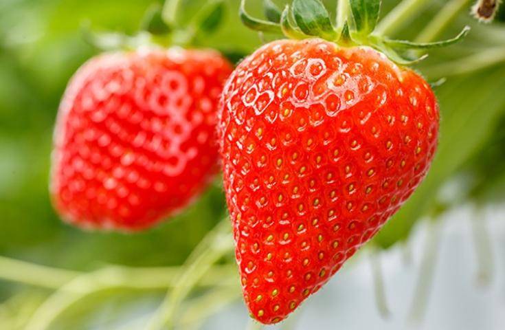 【伊豆賞櫻一日遊】河津賞櫻｜草莓採摘吃到飽｜車內午餐便當・橫濱出發