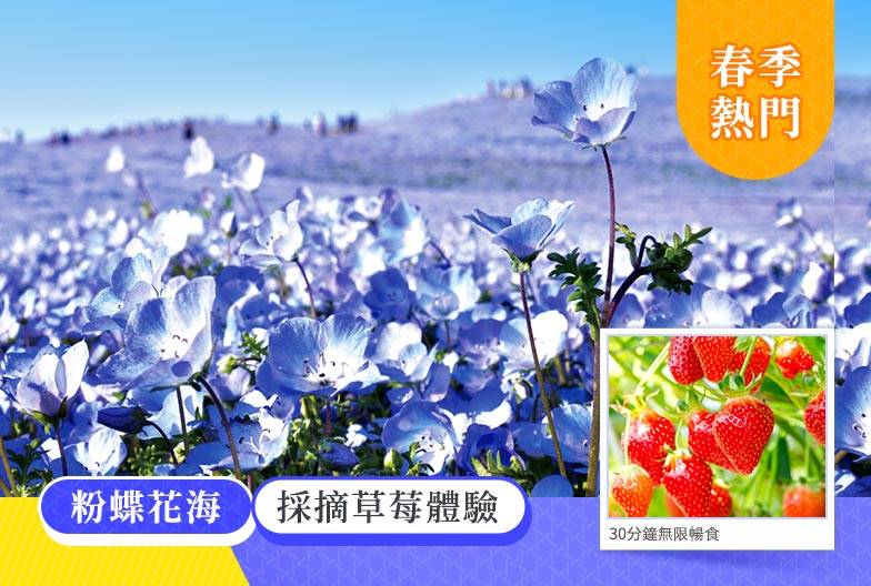 【春季茨城粉蝶花一日遊】常陸海濱公園・那珂湊魚市場・採草莓吃到飽 ｜新宿出發