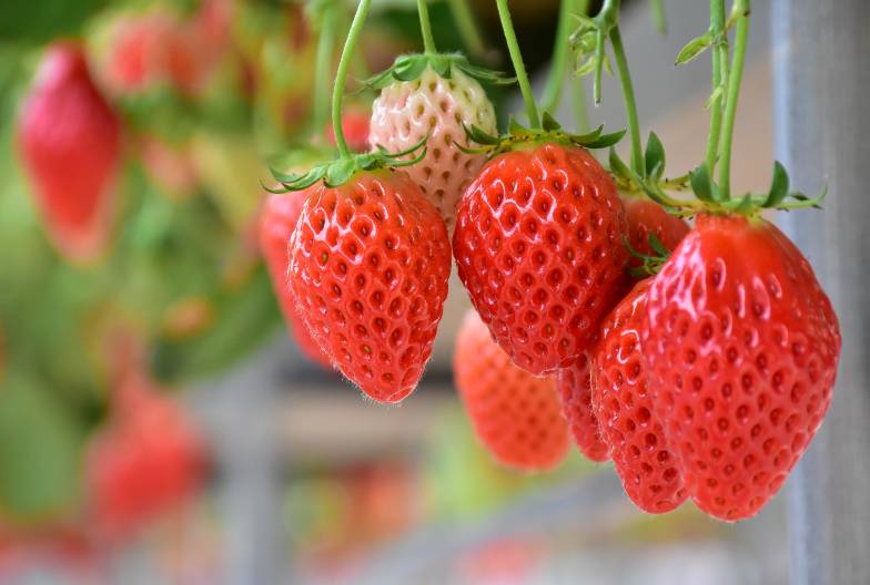 【伊香保溫泉・小江戶川越一日遊】草莓吃到飽｜東京池袋・新宿出發