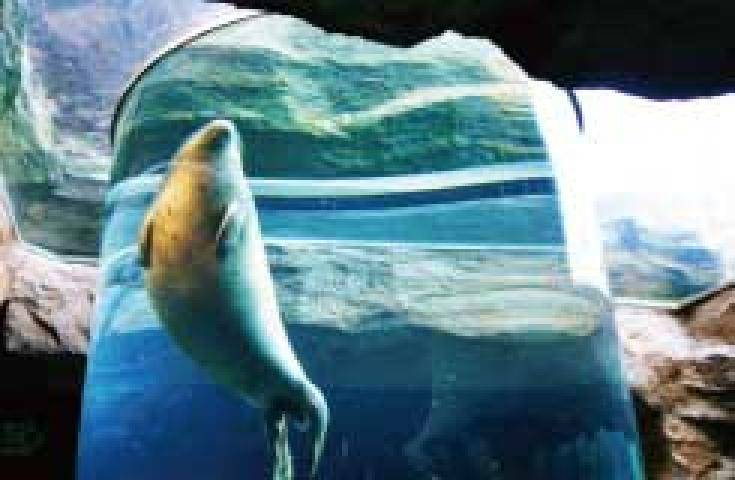 【日本 一人成團系列】旭山動物園 & 美瑛・青池&富良野花田一日遊｜札幌出發