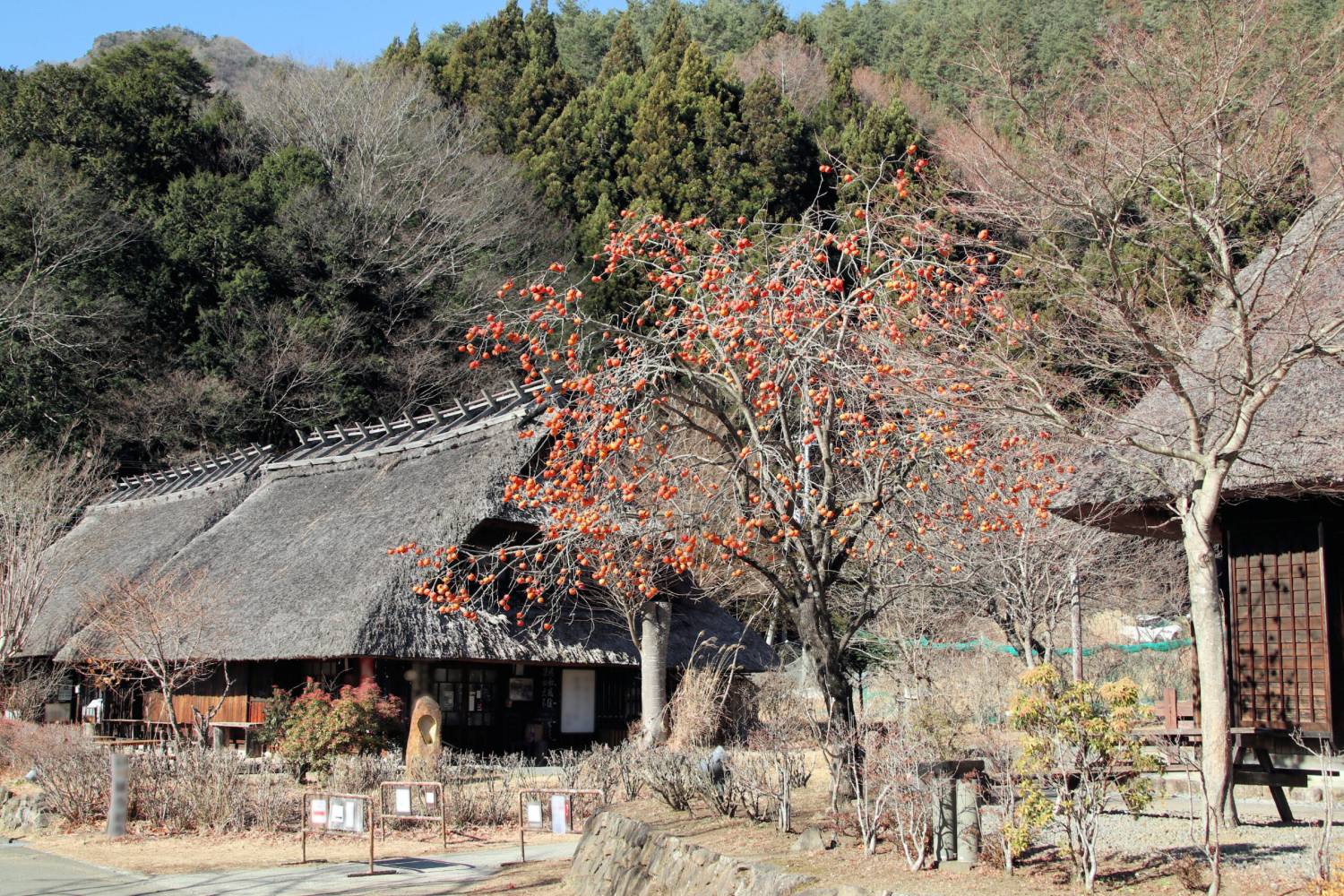 【日本 一人成团系列】新宿出发  富士河口湖、西湖合掌村 1天团