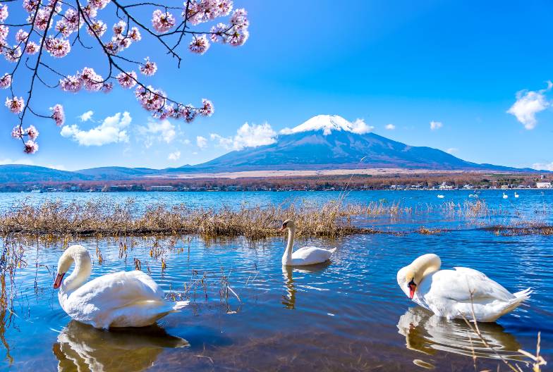 【富士山網紅景點一日遊】鳴澤冰穴＆河口湖 LAWSON＆山中湖天鵝船｜上野・新宿出發