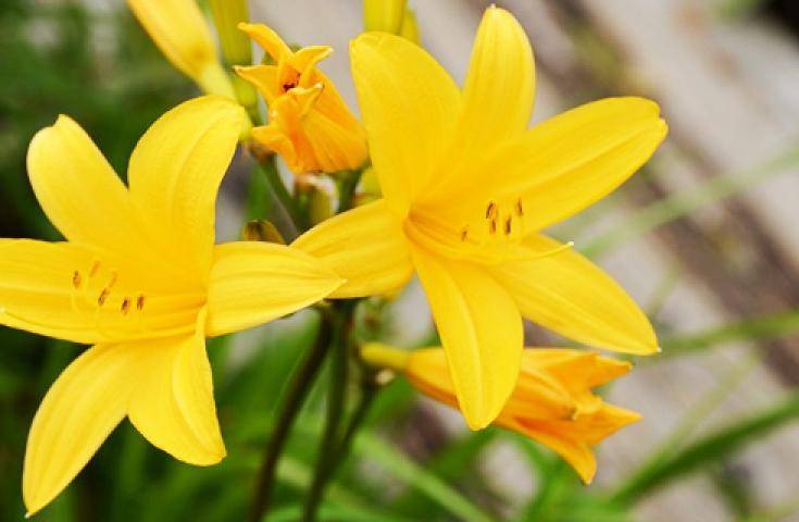 尾瀨國立公園一日遊直達・尾瀨濕原花海・鳩待峠輕鬆健行 (充裕自由時光)｜新宿出發