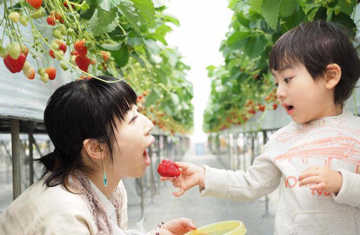 【早春千葉一日遊】海鮮濱燒｜草莓採摘吃到飽｜蜜工房參觀品嚐試吃體驗｜酥脆現炸地瓜脆條試吃・横浜&川崎出發