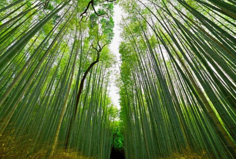 【京都經典一日遊】伏見稻荷、嵐山、清水寺＆含頂級神戶牛涮涮鍋｜名古屋出發