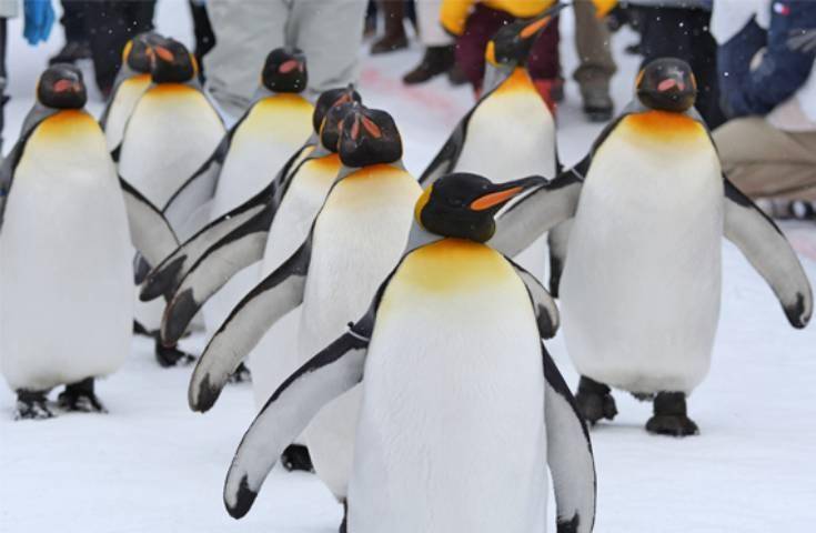 【日本 一人成團系列】旭山動物園青池一日遊：旭山動物園& 美瑛｜札幌出發