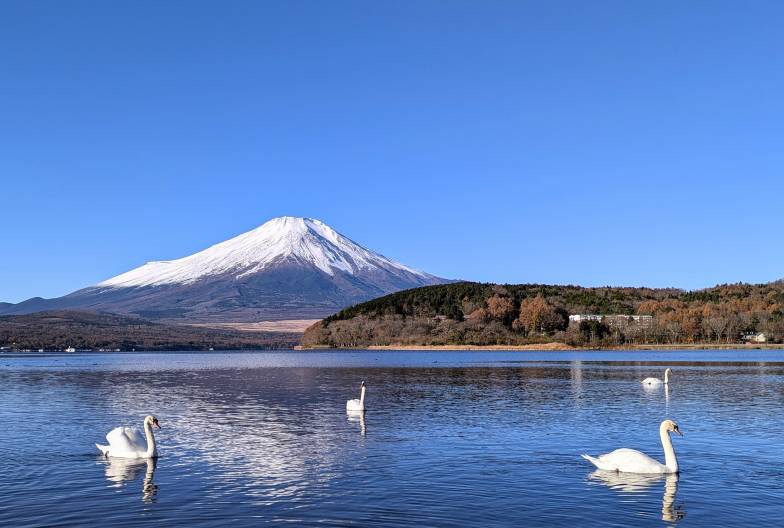 【富士山網紅景點一日遊】鳴澤冰穴＆河口湖 LAWSON＆山中湖天鵝船｜上野・新宿出發
