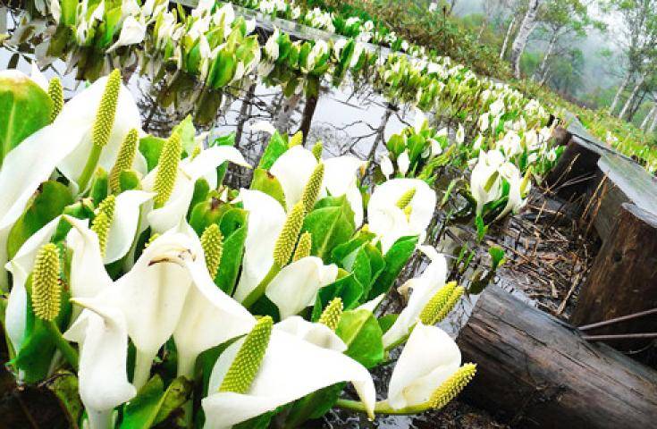 尾瀨國立公園一日遊直達・尾瀨濕原花海・鳩待峠輕鬆健行 (充裕自由時光)｜新宿出發