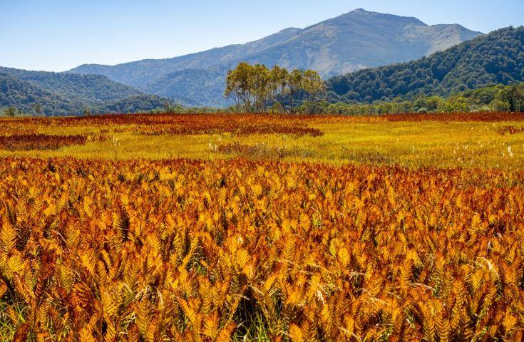 尾瀨國立公園一日遊直達・尾瀨濕原花海・鳩待峠輕鬆健行 (充裕自由時光)｜新宿出發