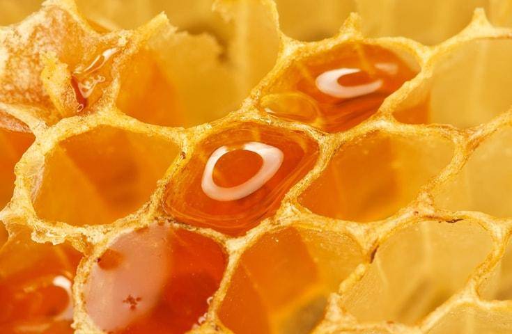 【早春千葉一日遊】海鮮濱燒｜草莓採摘吃到飽｜蜜工房參觀品嚐試吃體驗｜酥脆現炸地瓜脆條試吃・横浜&川崎出發