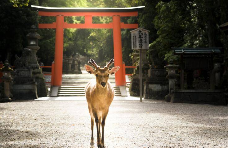 【日本 一人成團系列】京都、奈良【東大寺、金閣寺、嵐山】京都豆腐料理美食 1天團