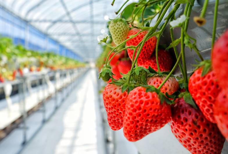 【伊香保溫泉・小江戶川越一日遊】草莓吃到飽｜東京池袋・新宿出發