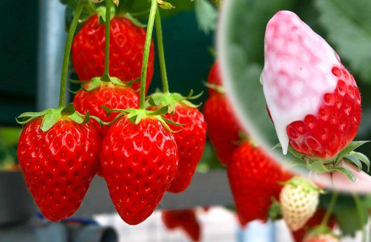 【伊豆賞櫻一日遊】河津賞櫻｜草莓採摘吃到飽｜車內午餐便當・橫濱出發