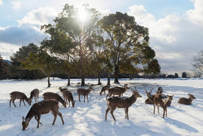 【嵐山奈良一日遊】暢遊嵐山、奈良公園、伏見稻荷＆含頂級和牛神戶牛涮涮鍋｜大阪難波・京都出發