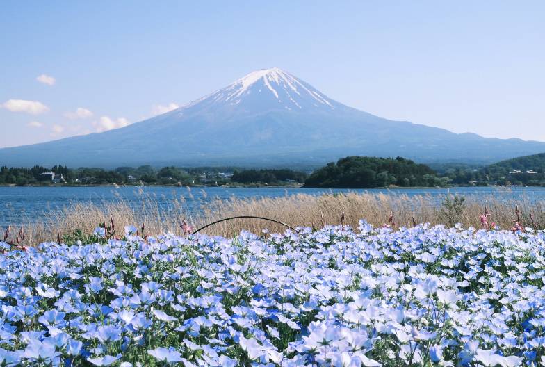 【日本 一人成團系列】富士山河口湖絕景一日遊：新倉山淺間公園＆大石公園＆西湖療癒之鄉 （含頂級神戶牛涮涮鍋）