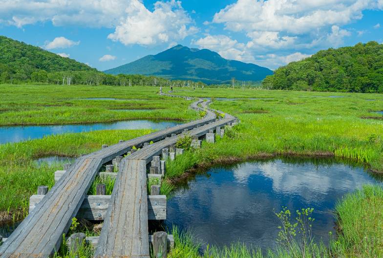 尾瀨國立公園一日遊直達・尾瀨濕原花海・鳩待峠輕鬆健行 (充裕自由時光)｜新宿出發