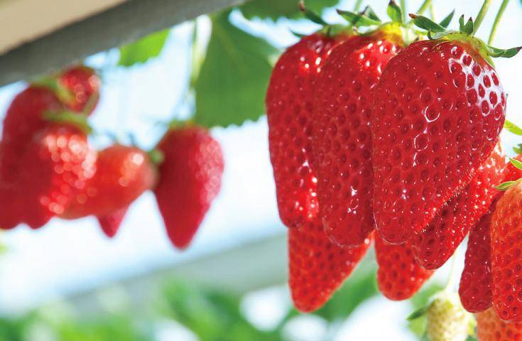 【沼津伊豆一日遊】海鮮濱燒｜草莓採摘吃到飽・橫濱出發
