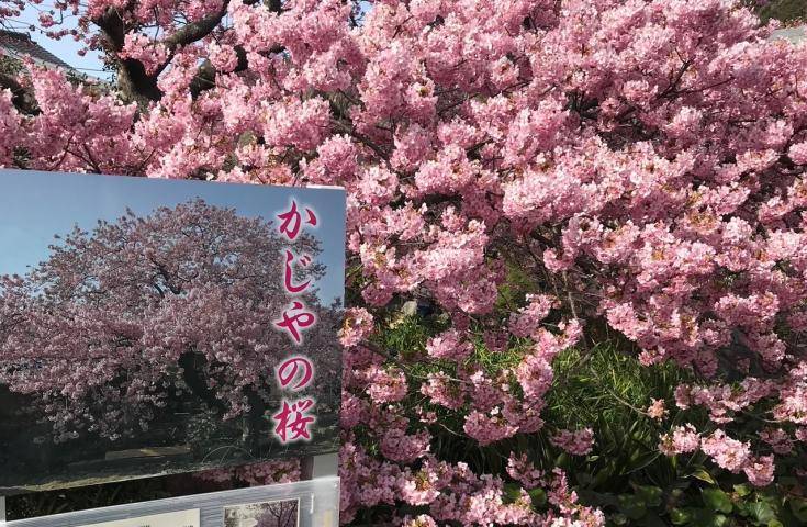【伊豆賞櫻一日遊】河津賞櫻｜草莓採摘吃到飽｜車內午餐便當・橫濱出發