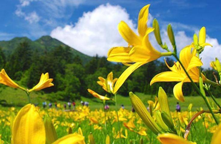 尾瀨國立公園一日遊直達・尾瀨濕原花海・鳩待峠輕鬆健行 (充裕自由時光)｜新宿出發