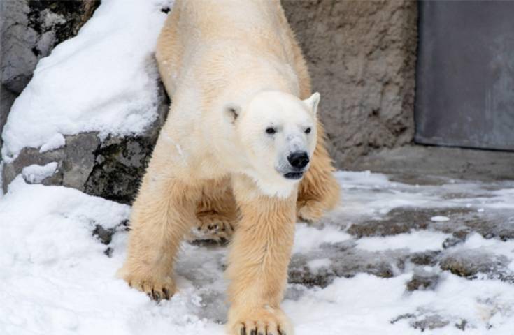 【日本 一人成團系列】旭山動物園青池一日遊：旭山動物園& 美瑛｜札幌出發