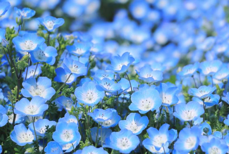 【春季茨城粉蝶花一日遊】常陸海濱公園・那珂湊魚市場・採草莓吃到飽 ｜新宿出發